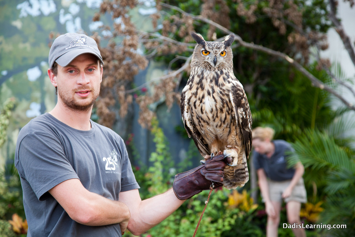 owl on hand - Dad Is Learning